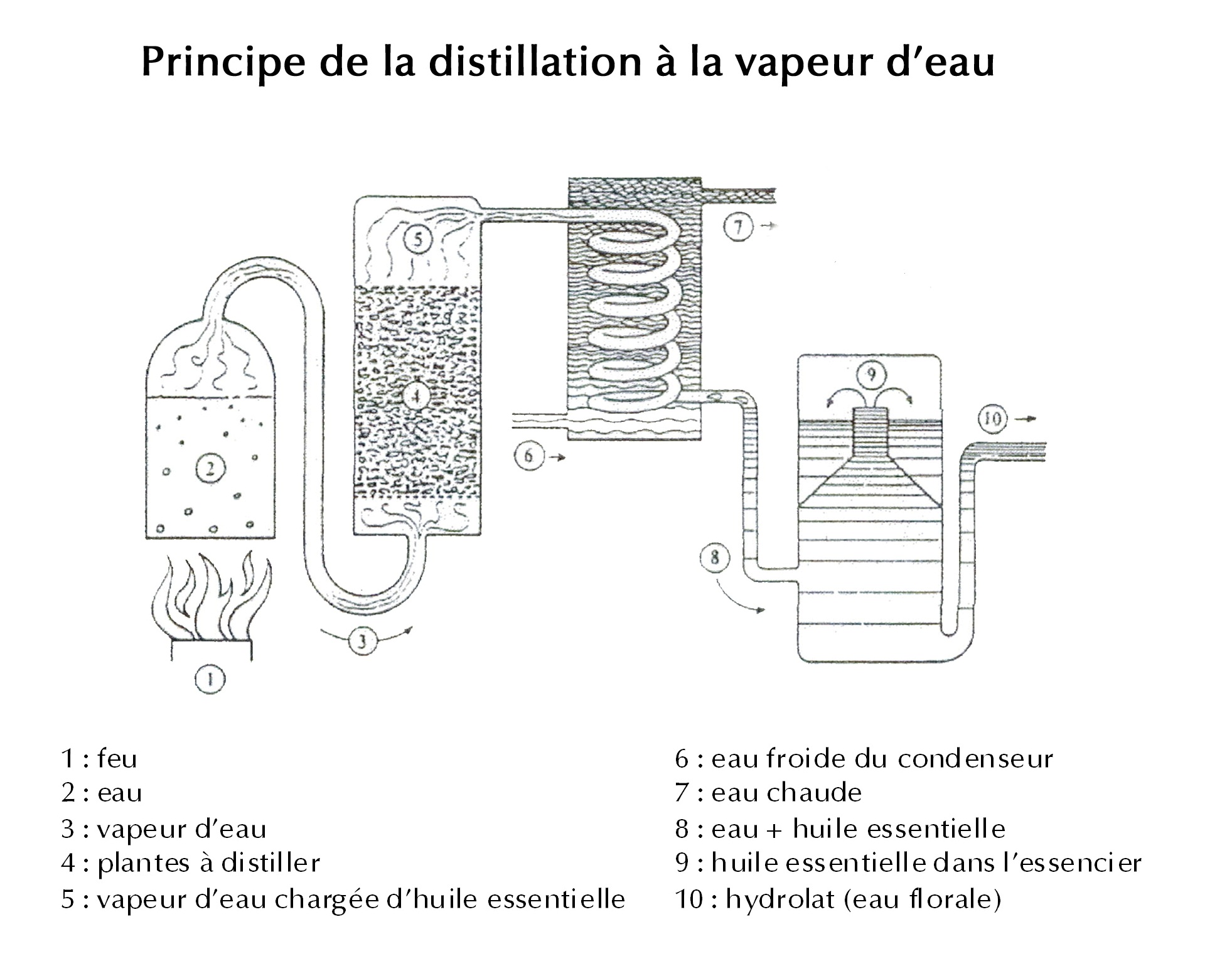 Distillation huiles essentielles Valence Distillateur — free download